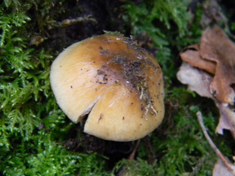 Cortinarius fotog. il 7.1.2011.